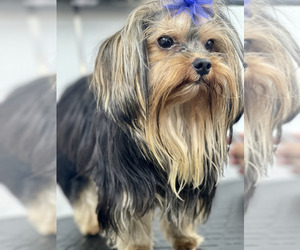 Father of the Yorkshire Terrier puppies born on 07/25/2025