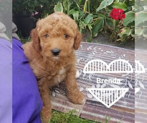 Medium Goldendoodle (Miniature)