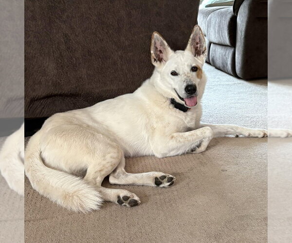 Medium Photo #18 Mutt Puppy For Sale in Canton, CT, USA