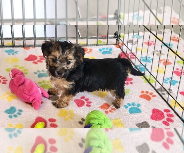 Medium Photo #10 Morkie Puppy For Sale in ORO VALLEY, AZ, USA