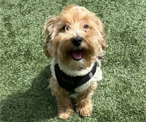 Maltipoo Puppy for sale in NEW YORK, NY, USA
