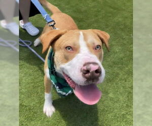 Labrador Retriever-Unknown Mix Dogs for adoption in St. Ann, MO, USA