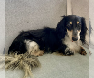 Dachshund Dogs for adoption in Weston, FL, USA