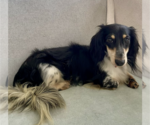 Small Dachshund