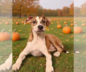 Fritz 26/739 - Male Mutt Dog for Adoption - Photo #4
