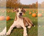 Small Photo #4 Mutt Puppy For Sale in Talladega, AL, USA