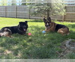 Small #13 German Shepherd Dog