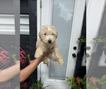 Puppy Marky Goldendoodle