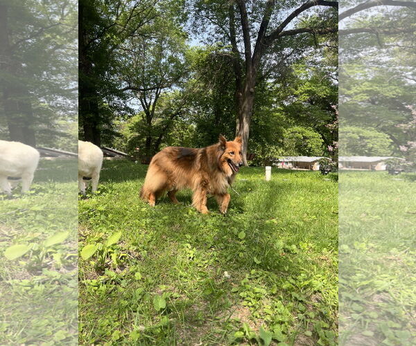 Medium Photo #5 Collie-German Shepherd Dog Mix Puppy For Sale in St. Cloud, MN, USA