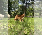 Small #4 Collie-German Shepherd Dog Mix