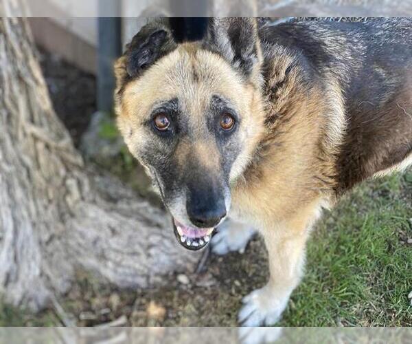 Medium Photo #1 German Shepherd Dog Puppy For Sale in Waco, TX, USA