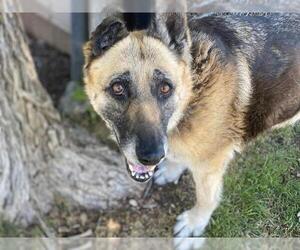 German Shepherd Dog Dogs for adoption in Waco, TX, USA