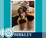 Birkley 100326 - Female Mutt Dog for Adoption - Small photo