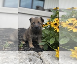 German Shepherd Dog Puppy for sale in SMITHMILL, PA, USA