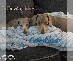 Finley Robert+ - Male Dachshund Dog for Adoption - Photo #21
