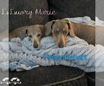 Small Photo #21 Dachshund Puppy For Sale in San Antonio, TX, USA