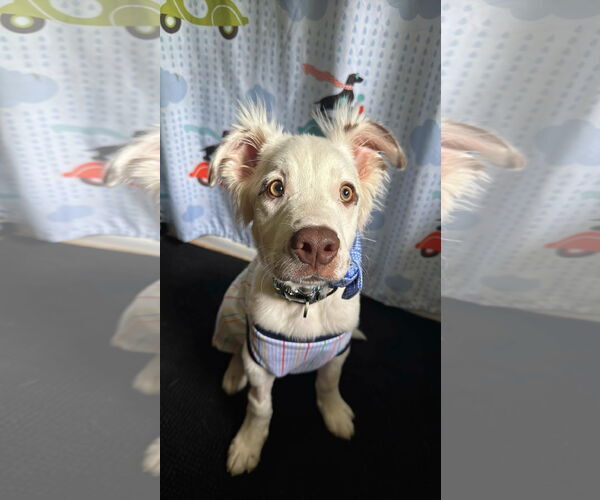 Medium Photo #3 American Pit Bull Terrier-Australian Shepherd Mix Puppy For Sale in New London, WI, USA