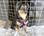 Small Photo #14 Australian Shepherd Puppy For Sale in Great Bend, KS, USA