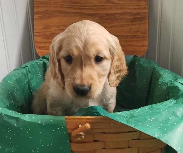 Medium Photo #1 Golden Retriever Puppy For Sale in THOMASTON, ME, USA