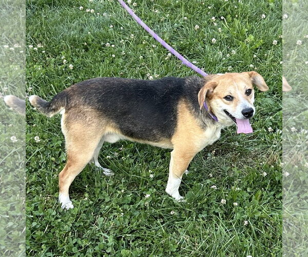 Medium Photo #5 Jack-A-Bee Puppy For Sale in Batavia, OH, USA