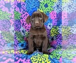 Small Photo #2 Labrador Retriever Puppy For Sale in GLEN ROCK, PA, USA