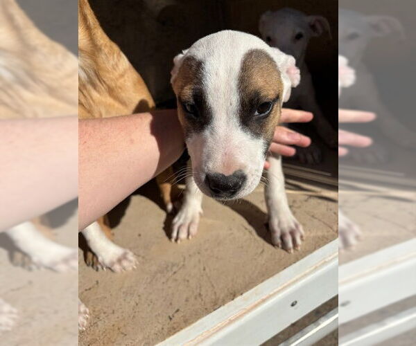 Medium Photo #1 Mutt Puppy For Sale in Oklahoma City, OK, USA