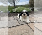 Small #3 Shih Tzu