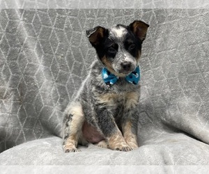 Australian Cattle Dog Puppy for sale in LAKELAND, FL, USA