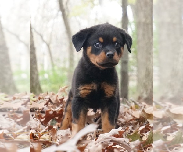 Medium Photo #2 Rottweiler Puppy For Sale in WARSAW, IN, USA