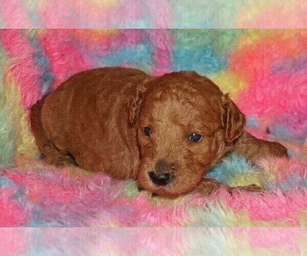 Medium Photo #3 Miniature Labradoodle Puppy For Sale in LA HABRA, CA, USA