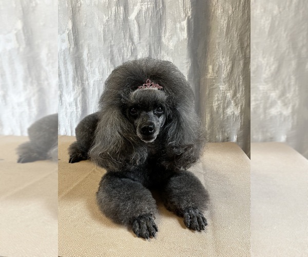 Medium Photo #5 Poodle (Toy) Puppy For Sale in HOLLYWOOD, FL, USA
