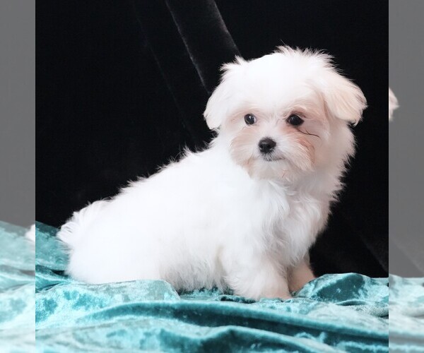 Medium Photo #3 Maltese Puppy For Sale in ROCK VALLEY, IA, USA