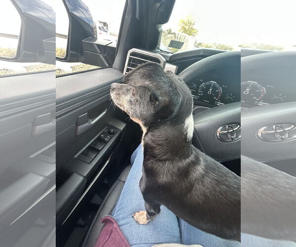 Medium Photo #2 Chihuahua-Unknown Mix Puppy For Sale in Virginia Beach, VA, USA