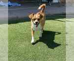 Small #2 Chihuahua Mix