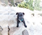 Small Free-Lance Bulldog