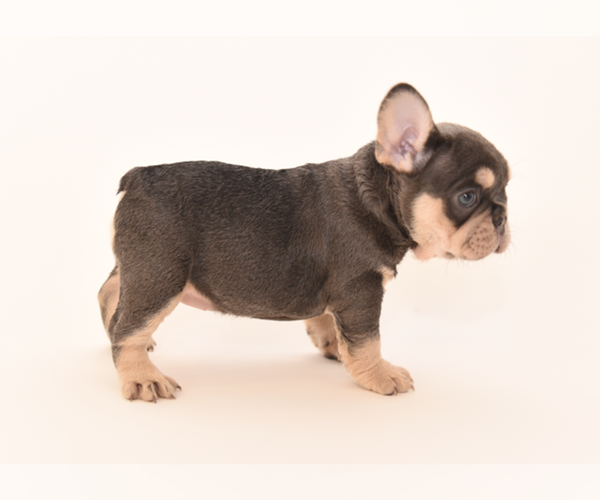 Medium Photo #1 French Bulldog Puppy For Sale in CORAL SPRINGS, FL, USA
