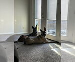 Small #2 Mutt