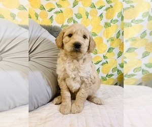Bordoodle Puppy for sale in HILLSBORO, WI, USA