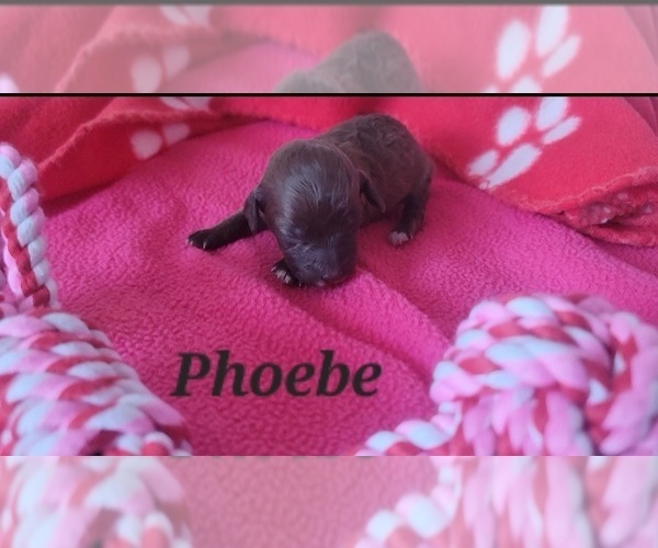 Medium Photo #4 Poodle (Toy) Puppy For Sale in TUCSON, AZ, USA