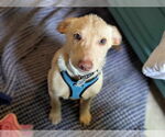 Small #3 Labrador Retriever Mix
