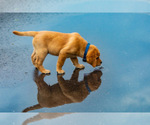 Small #23 Labrador Retriever