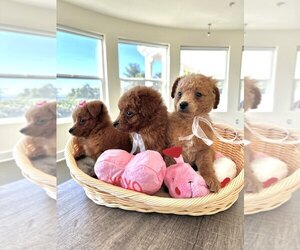 Poodle (Toy) Puppy for sale in OJAI, CA, USA