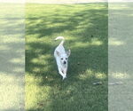 Small #1 Beagle-Chihuahua Mix