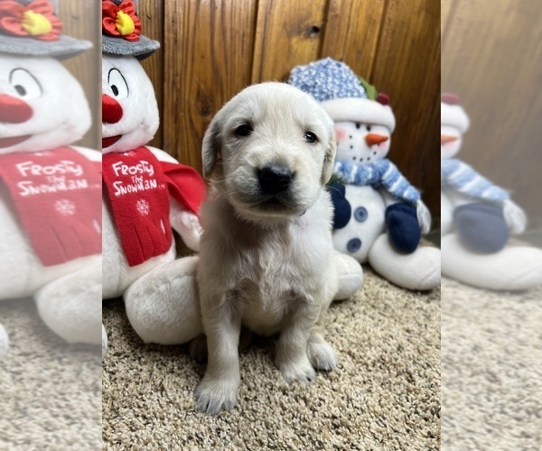 Medium Photo #4 Golden Retriever Puppy For Sale in NEOLA, WV, USA