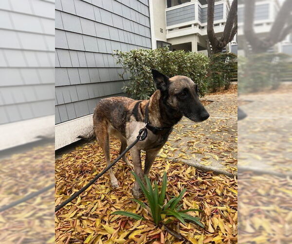 Medium Photo #4 Mutt Puppy For Sale in Imlay City, MI, USA