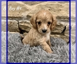 Small Photo #11 Cavapoo Puppy For Sale in EL RENO, OK, USA