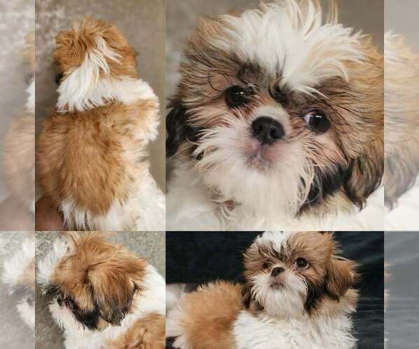 Medium Photo #2 Shih Tzu Puppy For Sale in WESLEY CHAPEL, FL, USA