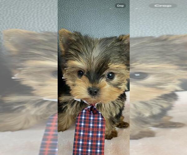 Medium Photo #2 Yorkshire Terrier Puppy For Sale in GREENWOOD, IN, USA