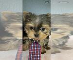 Small #1 Yorkshire Terrier
