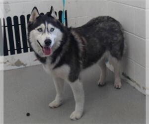 Siberian Husky Dogs for adoption in San Bernardino, CA, USA